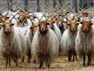 Картинка животные козы