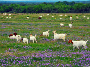 Картинка животные козы