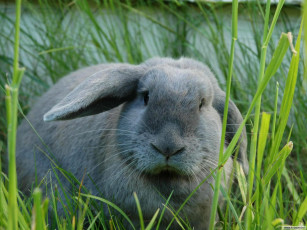 Картинка животные кролики зайцы