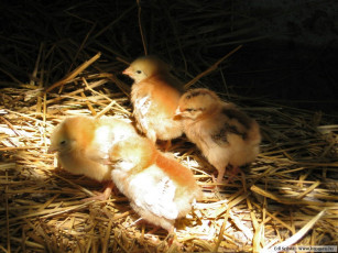 Картинка животные куры петухи