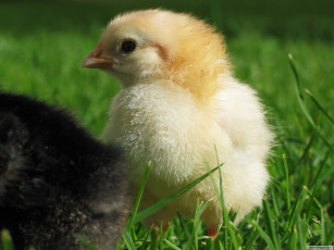 Картинка животные куры петухи