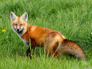 Картинка животные лисы