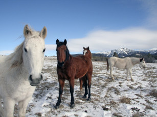 Картинка животные лошади