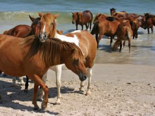 Картинка животные лошади