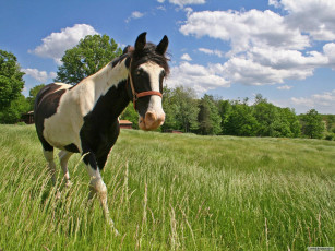 Картинка животные лошади