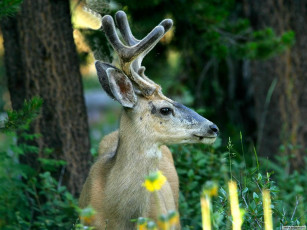 Картинка животные олени