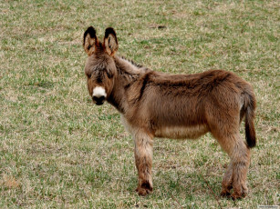 Картинка животные ослы