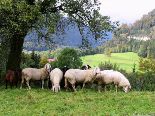 Картинка животные овцы бараны