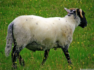 Картинка животные овцы бараны