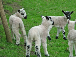 Картинка животные овцы бараны