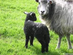 Картинка животные овцы бараны