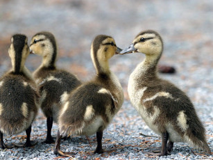 Картинка животные утки