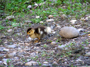 Картинка животные утки