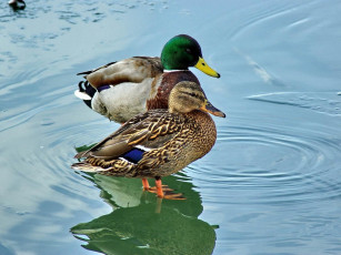 Картинка животные утки