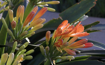 Картинка цветы кливия