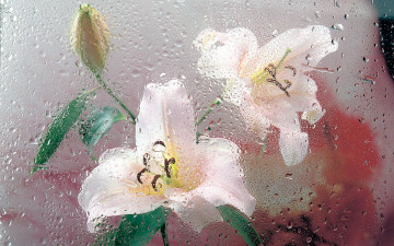 Картинка цветы лилии лилейники