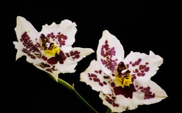 Картинка цветы орхидеи
