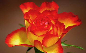 Картинка цветы розы