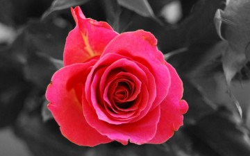 Картинка цветы розы