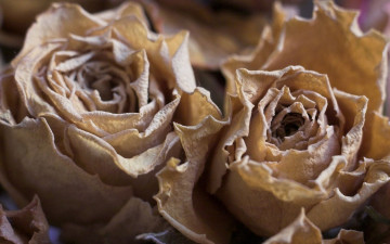 Картинка цветы розы