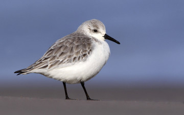 Картинка животные Чайки бакланы крачки