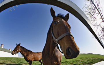 Картинка животные лошади