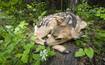 Картинка животные олени