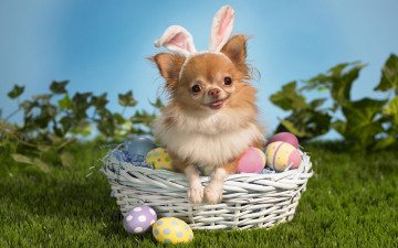 Картинка животные собаки