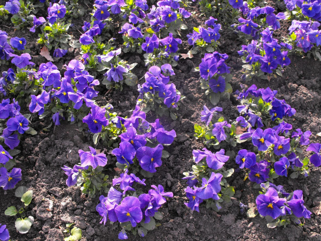 Обои картинки фото цветы, анютины, глазки, садовые, фиалки