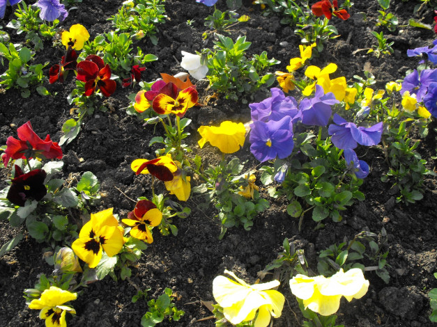 Обои картинки фото цветы, анютины, глазки, садовые, фиалки