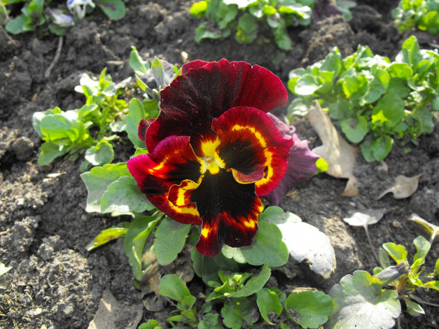 Обои картинки фото цветы, анютины, глазки, садовые, фиалки