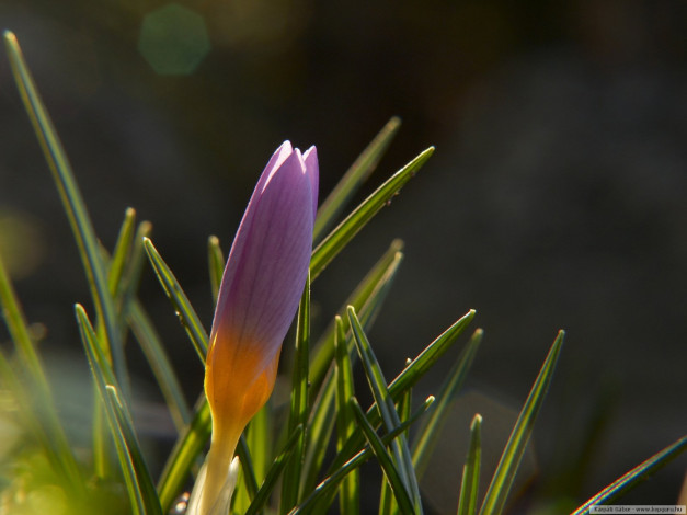 Обои картинки фото цветы, крокусы