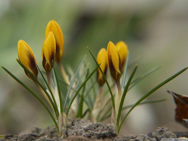 Обои картинки фото цветы, крокусы