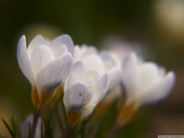 Обои картинки фото цветы, крокусы