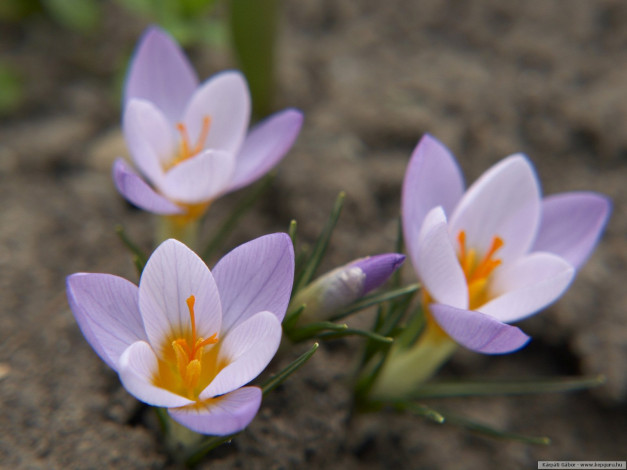 Обои картинки фото цветы, крокусы