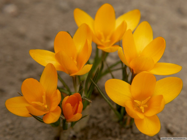 Обои картинки фото цветы, крокусы