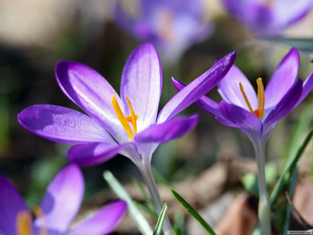 Обои картинки фото цветы, крокусы