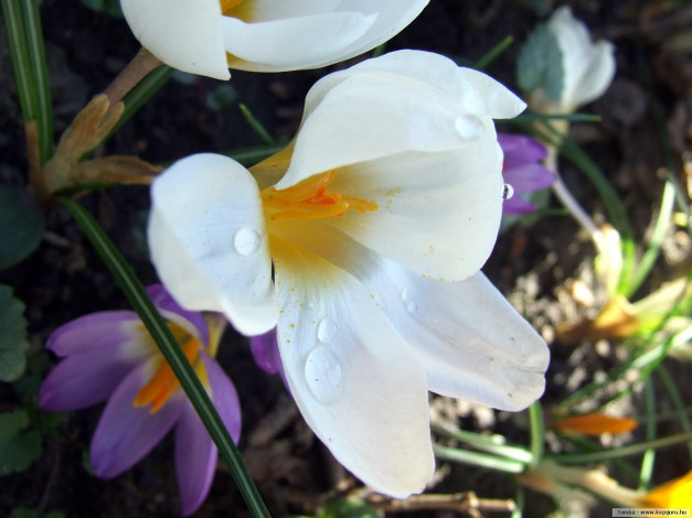 Обои картинки фото цветы, крокусы