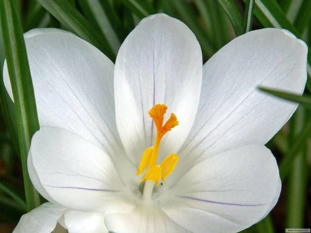 Обои картинки фото цветы, крокусы