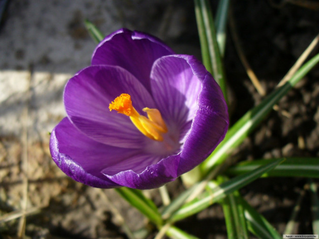 Обои картинки фото цветы, крокусы