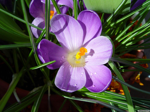 Обои картинки фото цветы, крокусы