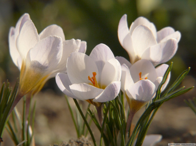 Обои картинки фото цветы, крокусы