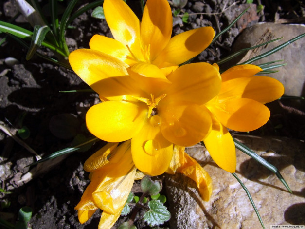 Обои картинки фото цветы, крокусы