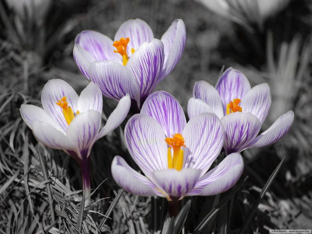 Обои картинки фото цветы, крокусы