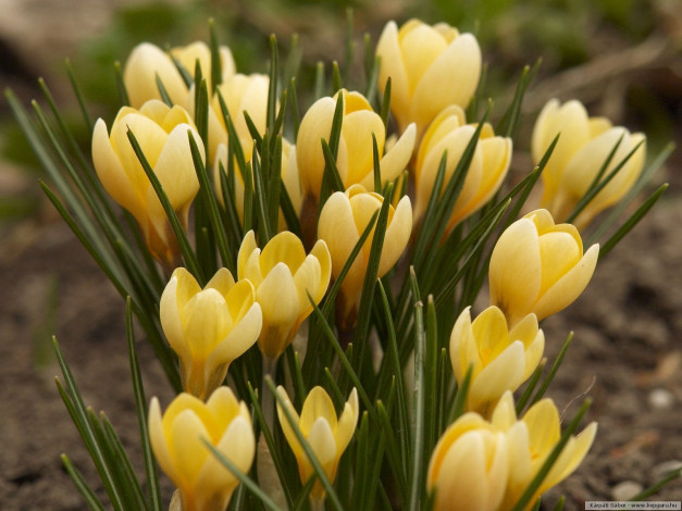 Обои картинки фото цветы, крокусы