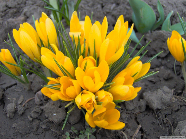 Обои картинки фото цветы, крокусы