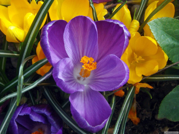 Обои картинки фото цветы, крокусы