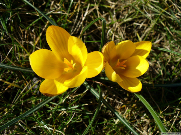 Обои картинки фото цветы, крокусы
