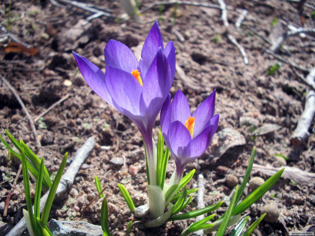 Обои картинки фото цветы, крокусы