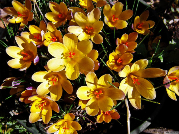 Обои картинки фото цветы, крокусы